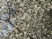 Blick aus dem Fenster meiner Praxis im April 